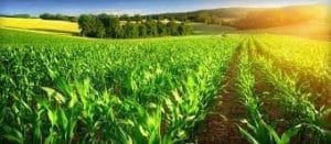 The usage of phosphoric acid in agriculture