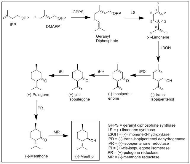 production process of menthol