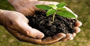 What is Organic Fertilizer In Agriculture