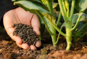 organic fertilizer