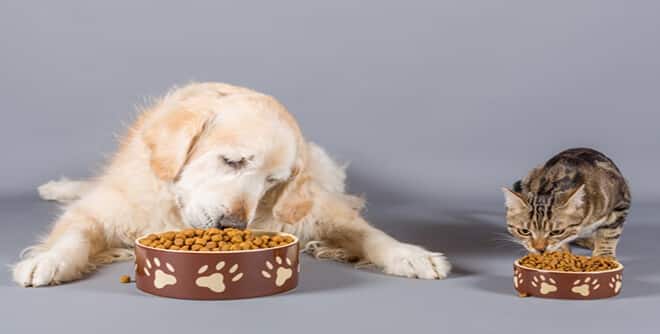 BHT and BHA in Pet food