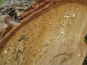Natural resin is obtained from tree trunks 